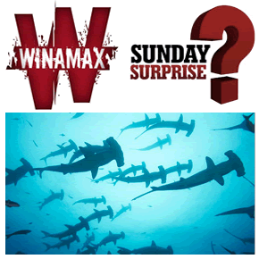 Sunday Surprise de Winamax : Plonge avec les requins au Blize